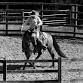Aust – QLD – Foundation Horsemanship event image