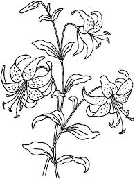 Fantasy jr lily flower coloring . Beautiful Lily Flower Coloring Page Flower Coloring Pages Lilies Drawing Flower Drawing