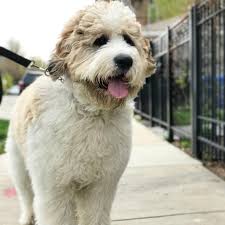 The mom is american bulldog and dad is french bulldog. Saint Berdoodle Mixed Dog Breed Pictures Characteristics Facts