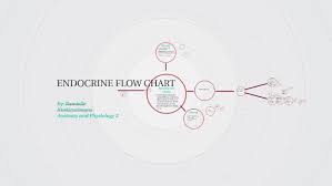 Endocrine Flow Chart By Randelle Ntakirutimana On Prezi