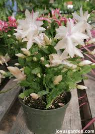 You can fertilize after the cutting. How To Propagate Christmas Cactus By Stem Cuttings