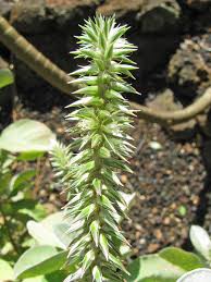 Image result for Achyranthes