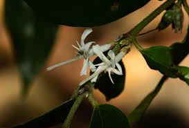 Image result for Cremaspora