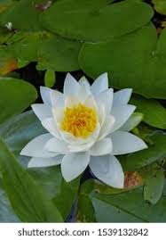 Image result for Philyrophyllum schinzii