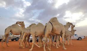 King abdulaziz camel festival is held in southern sayahid, with the participation of more than 1,800 participants annually, and the presence of more than 38,000 camel board, and many competitions are held in it, most notably the dress, camel races, printing and hype competitions. King Abdulaziz Camel Festival Arab News