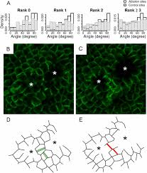 Cell division is the method that enables life to perpetuate, generation after generation. Cell Division Plane Orientation Based On Tensile Stress In Arabidopsis Thaliana Pnas