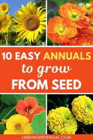 Easy Annual Flowers To Grow From Seed Growing Seeds Planting Flowers From Seeds Annual Flowers