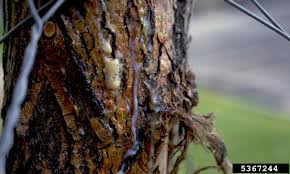 Image result for trees with black goo