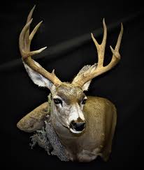 This mount will tie in everything in the room while still having that. Mule Deer Shoulder Mount Taxidermy Africahunting Com