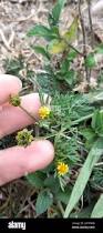 Image result for Chrysanthellum