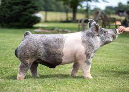 Southern gold sires is a family run boar stud in southern indiana. Popeye Southern Gold Sires