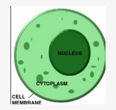 The Function Of Cytoplasm In A Plant Cell Is That It Cell Membrane Cytoplasm Nucleus Free Transparent Png Download Pngkey