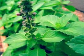 Image result for Ocimum