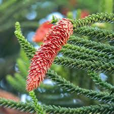 Image result for Araucaria columnaris