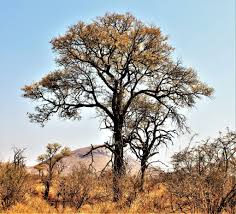 Image result for Acacia nigrescens