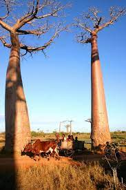 Allee Des Baobabs Baobab Tree Unique Trees Boabab Tree