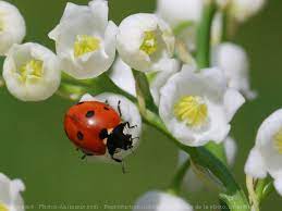 Image d'été et de fleurs. Photo De Coccinelle Coccinelle N 552586 Sur Photos Animaux Com