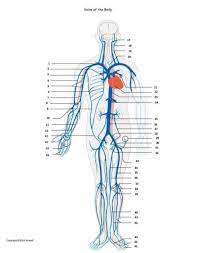 Anatomy coloring pages free to print are not only a fun way for studying anatomy, it also helps kids remember the body parts and structures better. Veins Of The Body Assessment Or Worksheet Nursing School Notes Biology Lessons History Classroom