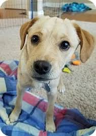 If you are unable to find your labrador retriever puppy in our puppy for sale or dog for sale sections, please consider looking thru thousands of labrador retriever dogs for adoption. Pin On Dogs