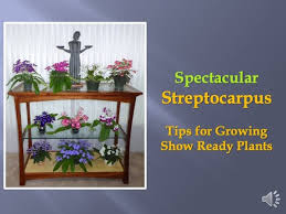 Image result for Streptocarpus myoporoides