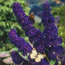 Black Knight Butterfly Bush Michigan Bulb Company Butterfly Bush Black Knight Butterfly Bush Bulb Flowers