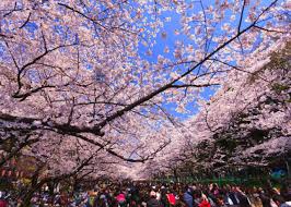 According the forecast, this year sakura will bloom early in japan again. Cherry Blossoms In Tokyo 10 Best Places For Sakura In 2021 Live Japan Travel Guide