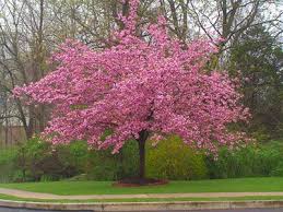 The Showiest Of All Cherry Trees Kwanzan Cherry Could Be The Showiest Of All The Cherries When O Flowering Cherry Tree Weeping Cherry Tree Flowering Trees