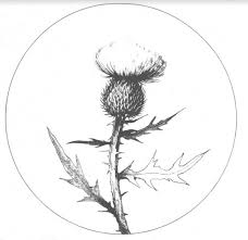 Thank A Native Thistle The Adirondack Almanack Bees, flies, beetles, and butterflies all like the nectar thistles are one of those resilient plants that you'll have to come after again and again. thank a native thistle the