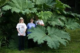 Image result for Gunnera