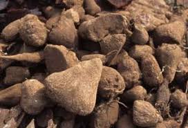 Image result for Callilepis laureola