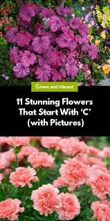 11 Stunning Flowers That Start With C With Pictures In 2020 Showy Flowers Coral Bells Plant Planting Flowers