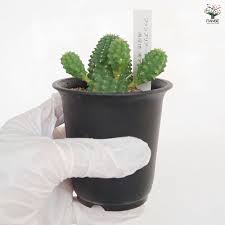 Image result for Euphorbia fanshawei