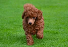 Welcome to large standard poodles.com, website home for the marvels standard poodles line. Poodle Puppies For Sale In Dubai Pure Breed Pups Pet Mania Dubai