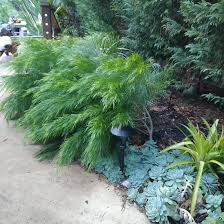Tolerates mild frost once established. Plantfiles Pictures Acacia Bower Wattle River Wattle Cousin Itt Acacia Cognata By Kell