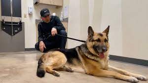 What kind of dog is an alsatian? When A Gsd Visits The Vet Indian Vlogger Hindi Vlog This Indian Youtube