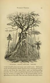 The history of malays can be traced as far back as 100ad. The Malay Archipelago Wallace Archipelago Peninsular Malaysia Borneo
