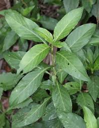 Image result for Justicia fittonioides