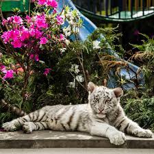 Black Jaguar White Tiger On Instagram This Is One Of My Favorite Pictures Of Enzo Esta Es Una De M Black Jaguar White Tiger Black Jaguar Animals Beautiful