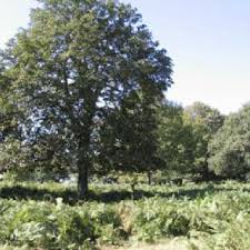 Camel icecream spp marakh or boom bush (leptadenia pyrotechnica). Pdf Parasitoids And Parasitism Rates Of The Horse Chestnut Leaf Miner Cameraria Ohridella Deschka And Dimic Lepidoptera Gracillariidae Across Four Sites In South West London