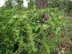 Image result for Marsdenia macrantha
