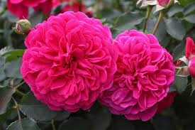 We love the new thomas a becket rose from david austin roses. Rose Rosa Thomas A Becket In The Roses Database Garden Org