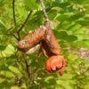 Image result for Copaifera baumiana