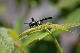 We did not find results for: Black Wasp With White Stripes And Blue Black Wings Monobia Quadridens Bugguide Net