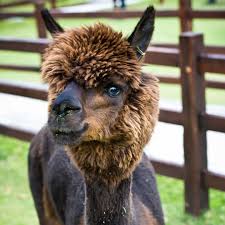 As a 5th generation descendant of mormon pioneers i should pay more attention to my heritage as i reject the politics of the place. Flying J Petting Zoo In Scipio Ut