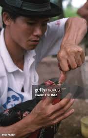 Eleveur faisant boire son coq de combat a Nha Trang, en aout 1995,... News  Photo
