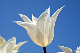 White flowers that look like tulips. Tulip White Triumphator Dutchgrown Order Online From Our Farm
