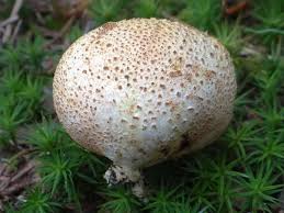 Image result for Scleroderma polyrhizon