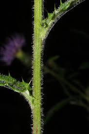 Image result for Cathormion altissimum