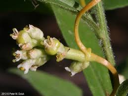 Image result for Cuscuta australis