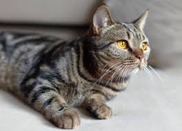 Feline tooth resorption (tr) is a syndrome in cats characterized by resorption of the tooth by odontoclasts, cells similar to osteoclasts. What Is Tooth Resorption In Cats Petmd